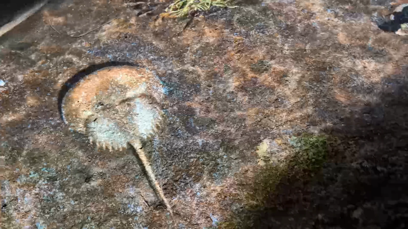 A horseshoe crab projected onto the floor of the touch pool, seen through a few inches of moving water