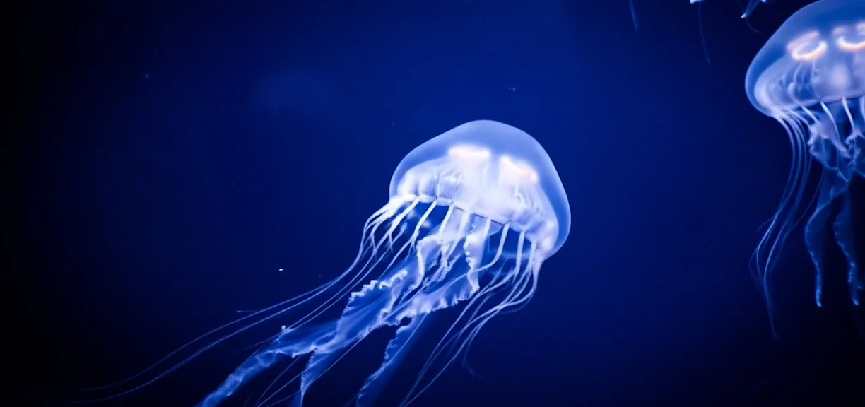 Jellyfish drifting in dark water, lit from within