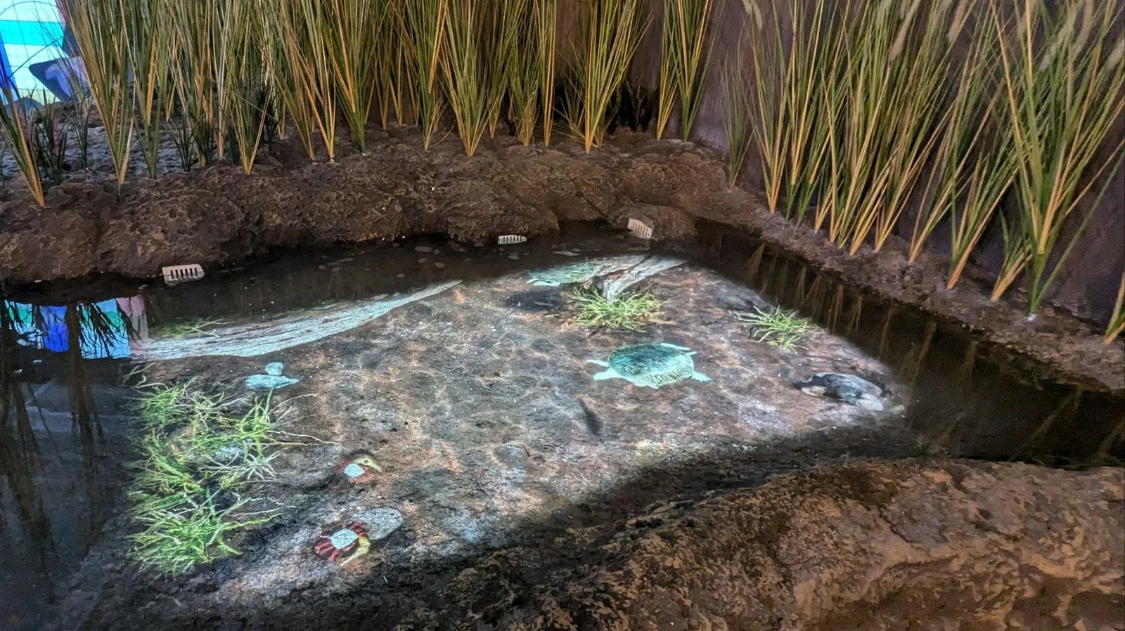 A sculpted touch pool with shallow real water, marsh grasses around the rim, and terrapins, crabs and fish projected onto the basin floor