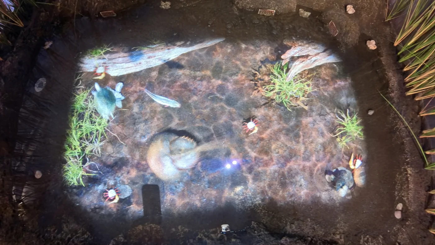 Overhead view of a touch pool with a horseshoe crab, fiddler crabs, a terrapin and a fish projected across the basin floor among marsh grasses