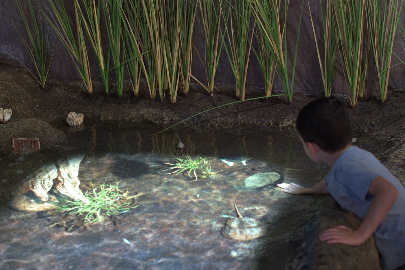 A child leaning over the rim of the touch pool with a hand in the shallow water, a horseshoe crab projected onto the basin floor beside it